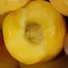 Scion de Pavie Honeysun cultivé dans le Tarn - Résistant à la cloque - compatible Agriculture Biologique