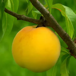 Scion de Pavie Millecoton de la Toussaint cultivé dans le Tarn - Résistant à la cloque - compatible Agriculture Biologique