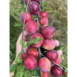 Scion de pluot / hybride Prumix™ Délice de Crimée cultivé dans le Tarn - résistant aux maladies - compatible Agriculture Bio