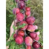 Scion de pluot / hybride Prumix™ Délice de Crimée cultivé dans le Tarn - résistant aux maladies - compatible Agriculture Bio