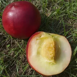 Scion de Brugnonier Morton cultivé dans le Tarn - Résistant à la cloque - compatible Agriculture Biologique