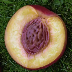 Scion de Nectarinier Nectared cultivé dans le Tarn - Résistant à la cloque - compatible Agriculture Biologique
