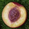 Scion de Nectarinier Nectared cultivé dans le Tarn - Résistant à la cloque - compatible Agriculture Biologique