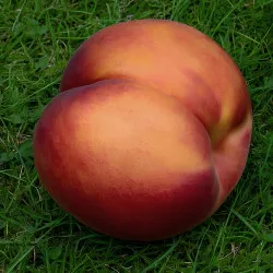Scion de Nectarinier Nectared cultivé dans le Tarn - Résistant à la cloque - compatible Agriculture Biologique