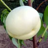 Scion de Nectarinier Blanche d'Antilly cultivé dans le Tarn - Résistant à la cloque - compatible Agriculture Biologique