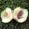 Scion de Nectarinier Blanche d'Antilly cultivé dans le Tarn - Résistant à la cloque - compatible Agriculture Biologique