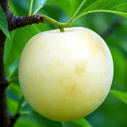 Scion de Nectarinier Blanche d'Antilly cultivé dans le Tarn - Résistant à la cloque - compatible Agriculture Biologique