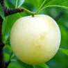 Scion de Nectarinier Blanche d'Antilly cultivé dans le Tarn - Résistant à la cloque - compatible Agriculture Biologique