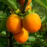 Scion de Hybride Kassandra cultivé dans le Tarn - résistant aux maladies - compatible Agriculture Bio