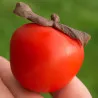 Scion de Hybride Kassandra cultivé dans le Tarn - résistant aux maladies - compatible Agriculture Bio