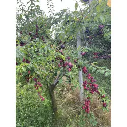 Scion de pluot / hybride Prumix™ Délice de Crimée cultivé dans le Tarn - résistant aux maladies - compatible Agriculture Bio