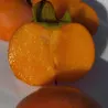 Scion de Hybride Russian Beauty cultivé dans le Tarn - résistant aux maladies - compatible Agriculture Bio