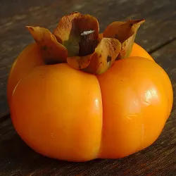Scion de Kaki Sheng cultivé dans le Tarn - résistant aux maladies - compatible Agriculture Bio