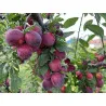 Scion de pluot / hybride Prumix™ Délice de Crimée cultivé dans le Tarn - résistant aux maladies - compatible Agriculture Bio