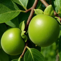 Scion de Roxburghii Vert Lancéolé cultivé dans le Tarn - résistant aux maladies - compatible Agriculture Bio