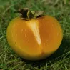 Scion de Roxburghii Vert Lancéolé cultivé dans le Tarn - résistant aux maladies - compatible Agriculture Bio