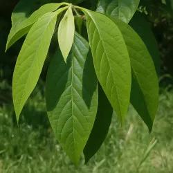 Scion de Roxburghii Vert Lancéolé cultivé dans le Tarn - résistant aux maladies - compatible Agriculture Bio