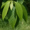 Scion de Roxburghii Vert Lancéolé cultivé dans le Tarn - résistant aux maladies - compatible Agriculture Bio