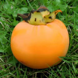 Scion de Virginiana Pieper cultivé dans le Tarn - résistant aux maladies - compatible Agriculture Bio