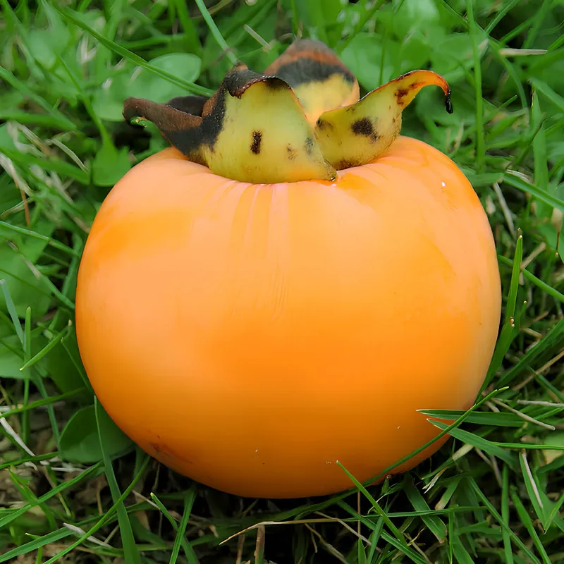 Scion de Virginiana Pieper cultivé dans le Tarn - résistant aux maladies - compatible Agriculture Bio