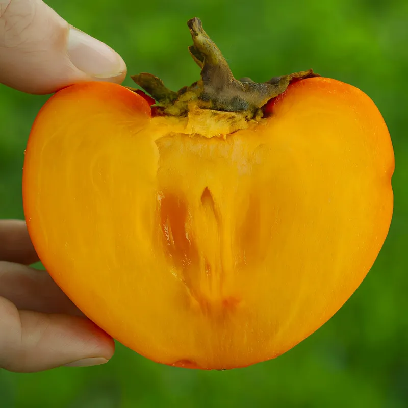 Scion de Kaki Pomme Hana Gosho cultivé dans le Tarn - résistant aux maladies - compatible Agriculture Bio