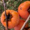 Scion de Kaki Pomme Hana Gosho cultivé dans le Tarn - résistant aux maladies - compatible Agriculture Bio