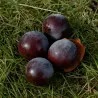 Scion de Wilsonii Datte cultivé dans le Tarn - résistant aux maladies - compatible Agriculture Bio