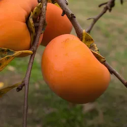 Scion de Kaki Pomme Fuyu cultivé dans le Tarn - résistant aux maladies - compatible Agriculture Bio