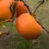 Scion de Kaki Pomme Fuyu cultivé dans le Tarn - résistant aux maladies - compatible Agriculture Bio