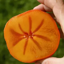 Scion de Kaki Pomme Hana Fuyu cultivé dans le Tarn - résistant aux maladies - compatible Agriculture Bio