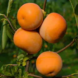 Scion de Kaki Pomme Hana Fuyu cultivé dans le Tarn - résistant aux maladies - compatible Agriculture Bio