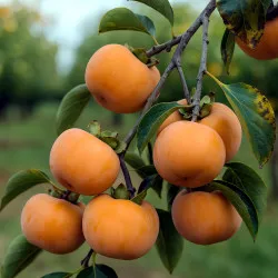 Scion de Kaki Pomme Fuyu Grappe cultivé dans le Tarn - résistant aux maladies - compatible Agriculture Bio