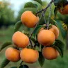 Scion de Kaki Pomme Fuyu Grappe cultivé dans le Tarn - résistant aux maladies - compatible Agriculture Bio