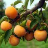 Scion de Kaki Pomme Fuyu Grappe cultivé dans le Tarn - résistant aux maladies - compatible Agriculture Bio