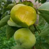 Scion de Kaki Pomme Taishu cultivé dans le Tarn - résistant aux maladies - compatible Agriculture Bio