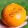 Scion de Kaki Pomme Taishu cultivé dans le Tarn - résistant aux maladies - compatible Agriculture Bio