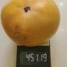 Scion de Kaki Pomme Taishu cultivé dans le Tarn - résistant aux maladies - compatible Agriculture Bio