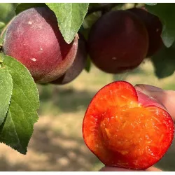 Scion de pluot / hybride Prumix™ Fondante de Crimée cultivé dans le Tarn - résistant aux maladies - compatible Agriculture Bio