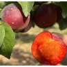 Scion de pluot / hybride Prumix™ Fondante de Crimée cultivé dans le Tarn - résistant aux maladies - compatible Agriculture Bio