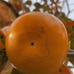 Scion de Kaki Pomme Taishu cultivé dans le Tarn - résistant aux maladies - compatible Agriculture Bio