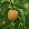Scion de Kaki Lampadina cultivé dans le Tarn - résistant aux maladies - compatible Agriculture Bio