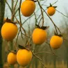 Scion de Kaki Pleureur Pendula cultivé dans le Tarn - résistant aux maladies - compatible Agriculture Bio