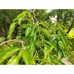 Scion de Kaki Pleureur Pendula cultivé dans le Tarn - résistant aux maladies - compatible Agriculture Bio