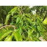 Scion de Kaki Pleureur Pendula cultivé dans le Tarn - résistant aux maladies - compatible Agriculture Bio