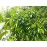 Scion de Kaki Pleureur Pendula cultivé dans le Tarn - résistant aux maladies - compatible Agriculture Bio