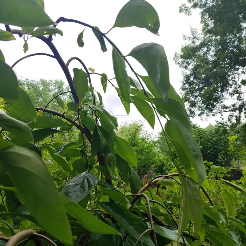 Scion de Kaki Pleureur Pendula cultivé dans le Tarn - résistant aux maladies - compatible Agriculture Bio