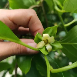 Scion de Kaki Pleureur Pendula cultivé dans le Tarn - résistant aux maladies - compatible Agriculture Bio