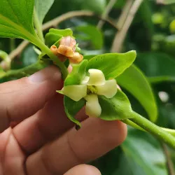 Scion de Kaki Pleureur Pendula cultivé dans le Tarn - résistant aux maladies - compatible Agriculture Bio