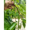 Scion de Kaki Pleureur Pendula cultivé dans le Tarn - résistant aux maladies - compatible Agriculture Bio