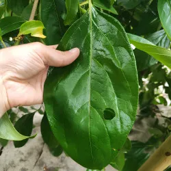 Scion de Kaki Pleureur Pendula cultivé dans le Tarn - résistant aux maladies - compatible Agriculture Bio